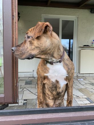 American bully tiegermuster