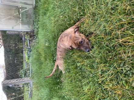 American bully tiegermuster