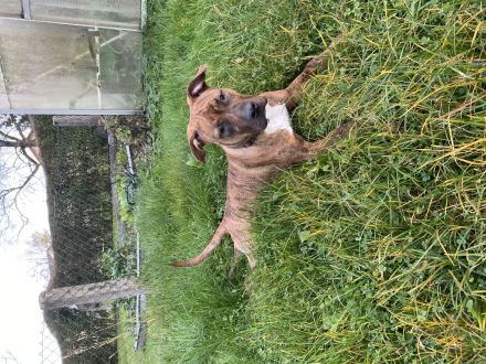 American bully tiegermuster