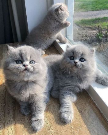 Wunderschöne Britisch Kurzhaar Kätzchen