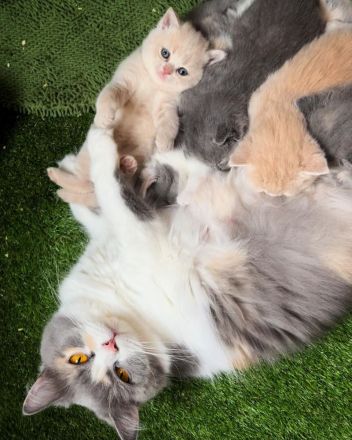 Wunderschöne Britisch Kurzhaar Kätzchen