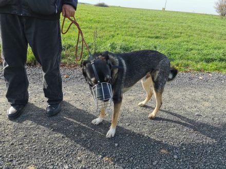 Hundetraining