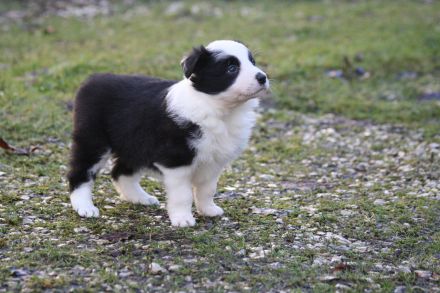 Traumhaft Schöner Border Collie Wurf in Seal Weiß