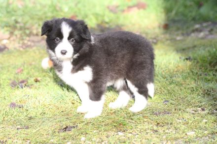 Traumhaft Schöner Border Collie Wurf in Seal Weiß