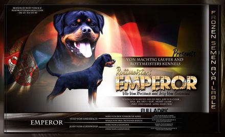 Rottweiler Hündin zu verkaufen