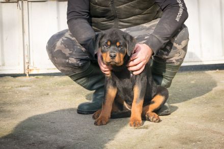 Rottweiler Hündin zu verkaufen