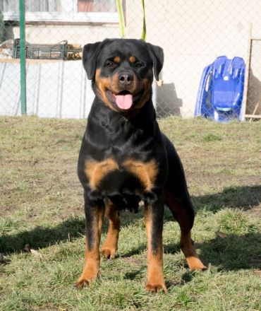 Rottweiler Hündin zu verkaufen