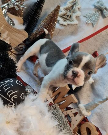 Französische Bulldogge Rüde mit Ahnentafel Abgabebereit