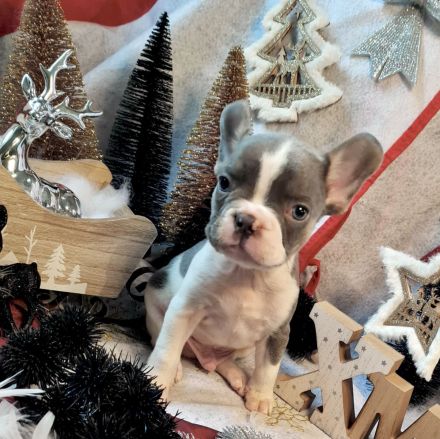 Französische Bulldogge Rüde mit Ahnentafel Abgabebereit