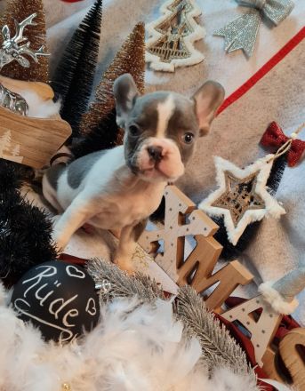 Französische Bulldogge Rüde mit Ahnentafel Abgabebereit