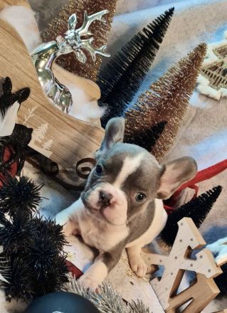 Französische Bulldogge Rüde mit Ahnentafel Abgabebereit