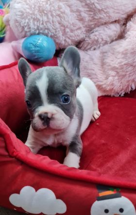 Französische Bulldogge Rüde mit Ahnentafel Abgabebereit