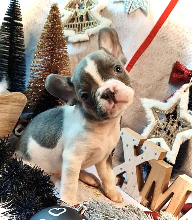 Französische Bulldogge Rüde mit Ahnentafel Abgabebereit