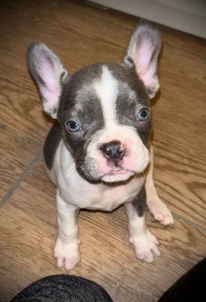Französische Bulldogge Rüde mit Ahnentafel Abgabebereit