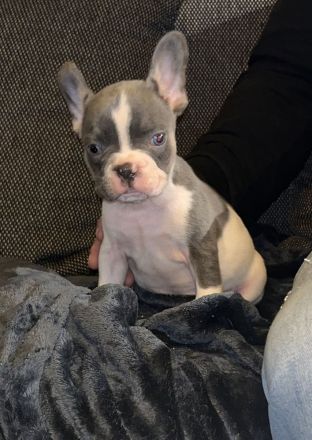Französische Bulldogge Rüde mit Ahnentafel Abgabebereit