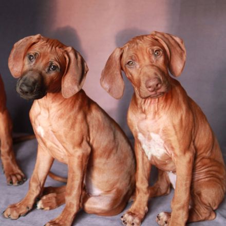 Two very perspective girls