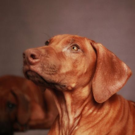 Two very perspective girls