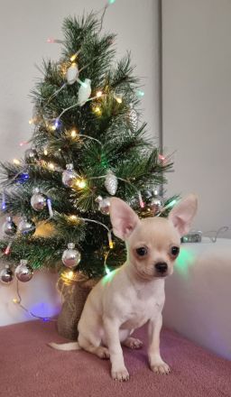 Chihuahua