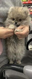 Pomeranian Zwergspitz