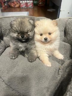 Pomeranian Zwergspitz