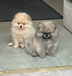 Pomeranian Zwergspitz