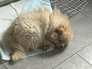 Pomeranian Zwergspitz