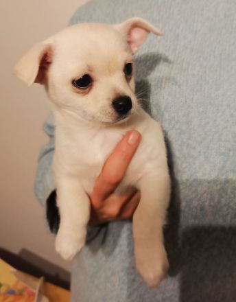 zuckersüße weiße Pomchi Hündin Welpe Pomeranian Chihuahua