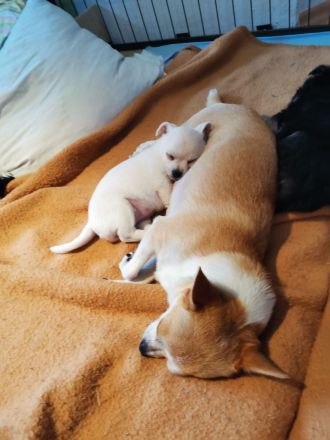 zuckersüße weiße Pomchi Hündin Welpe Pomeranian Chihuahua