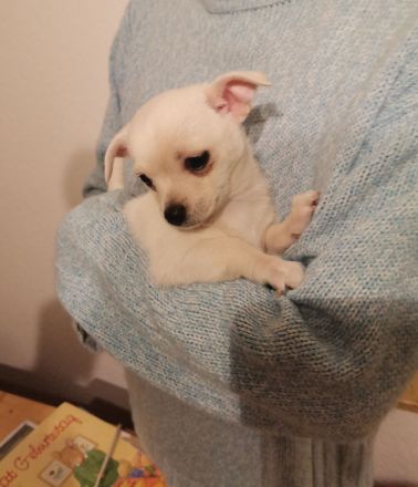zuckersüße weiße Pomchi Hündin Welpe Pomeranian Chihuahua