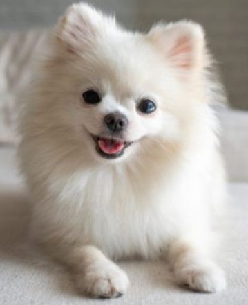 zuckersüße weiße Pomchi Hündin Welpe Pomeranian Chihuahua