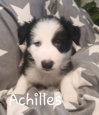 Border Collie Welpen mit Ahnentafel