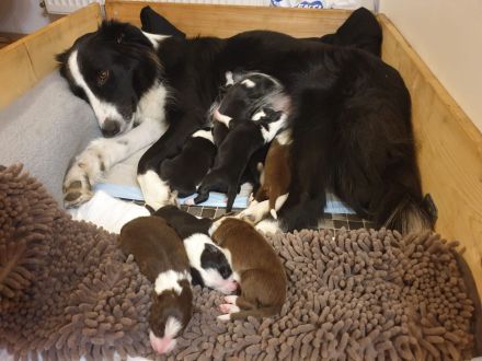 Border Collie Welpen mit Ahnentafel
