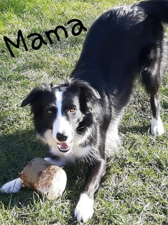 Border Collie Welpen mit Ahnentafel
