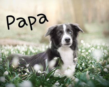 Border Collie Welpen mit Ahnentafel