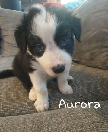 Border Collie Welpen mit Ahnentafel