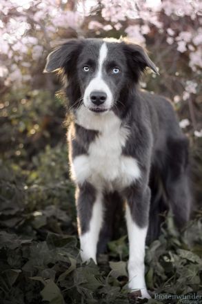 Border Collie Welpen mit Ahnentafel