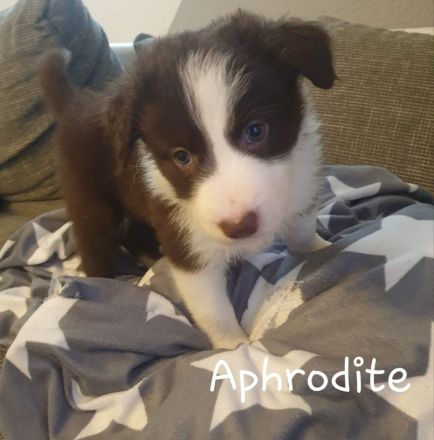 Border Collie Welpen mit Ahnentafel