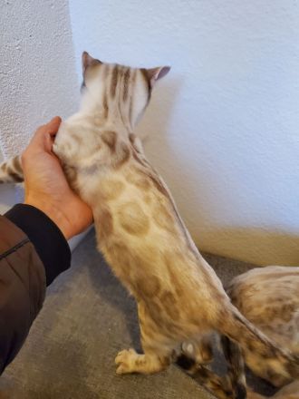 Reinrassige Bengal Kitten