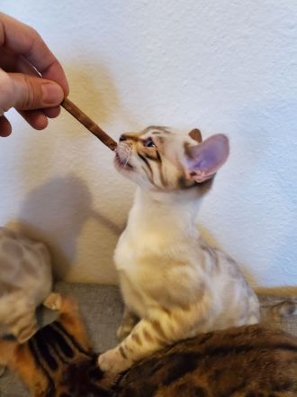 Reinrassige Bengal Kitten