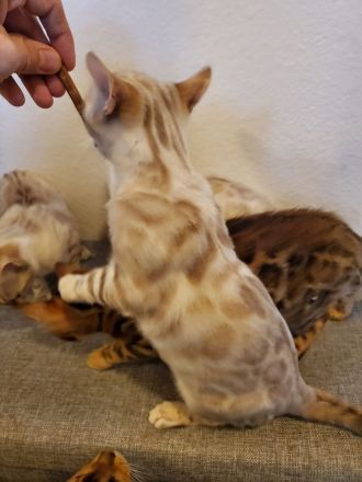 Reinrassige Bengal Kitten