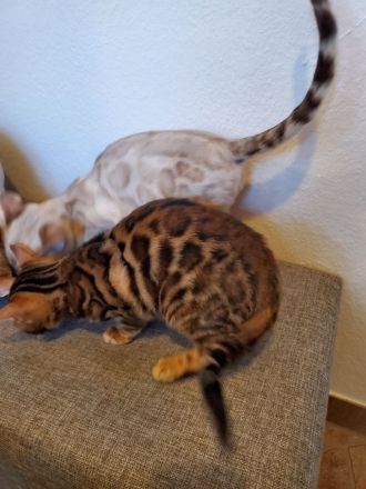 Reinrassige Bengal Kitten