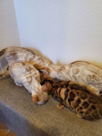 Reinrassige Bengal Kitten