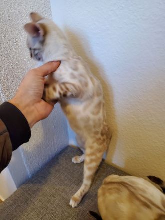 Reinrassige Bengal Kitten