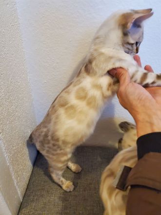 Reinrassige Bengal Kitten