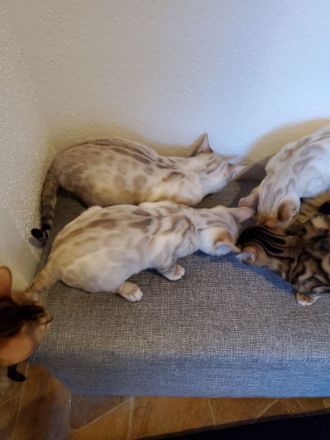 Reinrassige Bengal Kitten