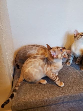 Reinrassige Bengal Kitten