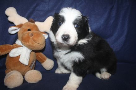 Kunterbunter Border Collie Wurf