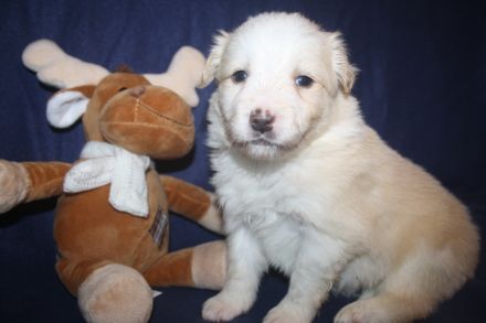 Kunterbunter Border Collie Wurf