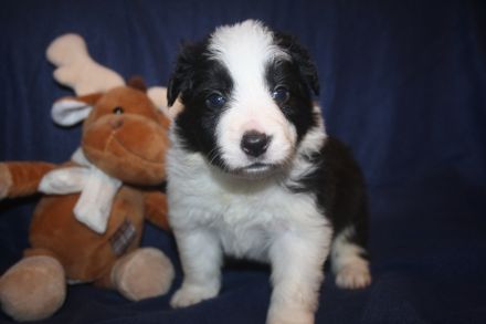 Kunterbunter Border Collie Wurf