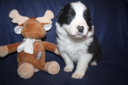 Kunterbunter Border Collie Wurf